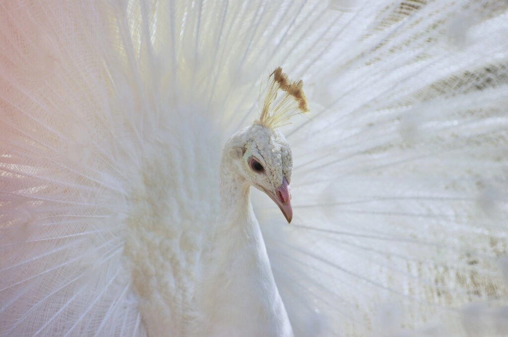 Picture of white peacock
