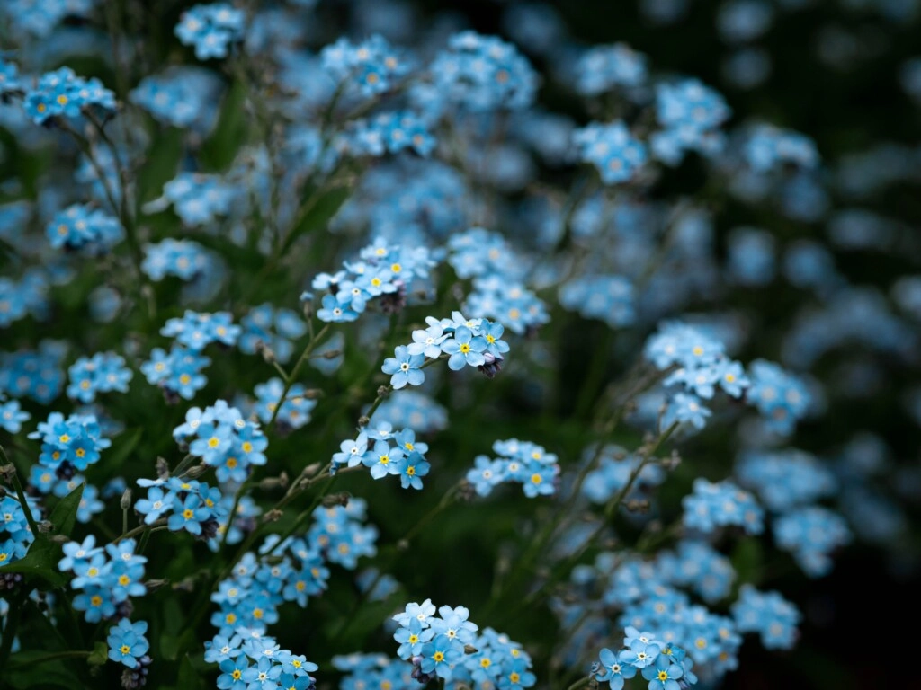 a picture of forget-me-not flowers 