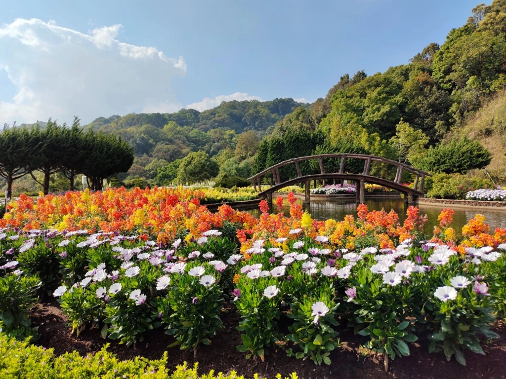 a picture of a garden with white and red-orange flowers