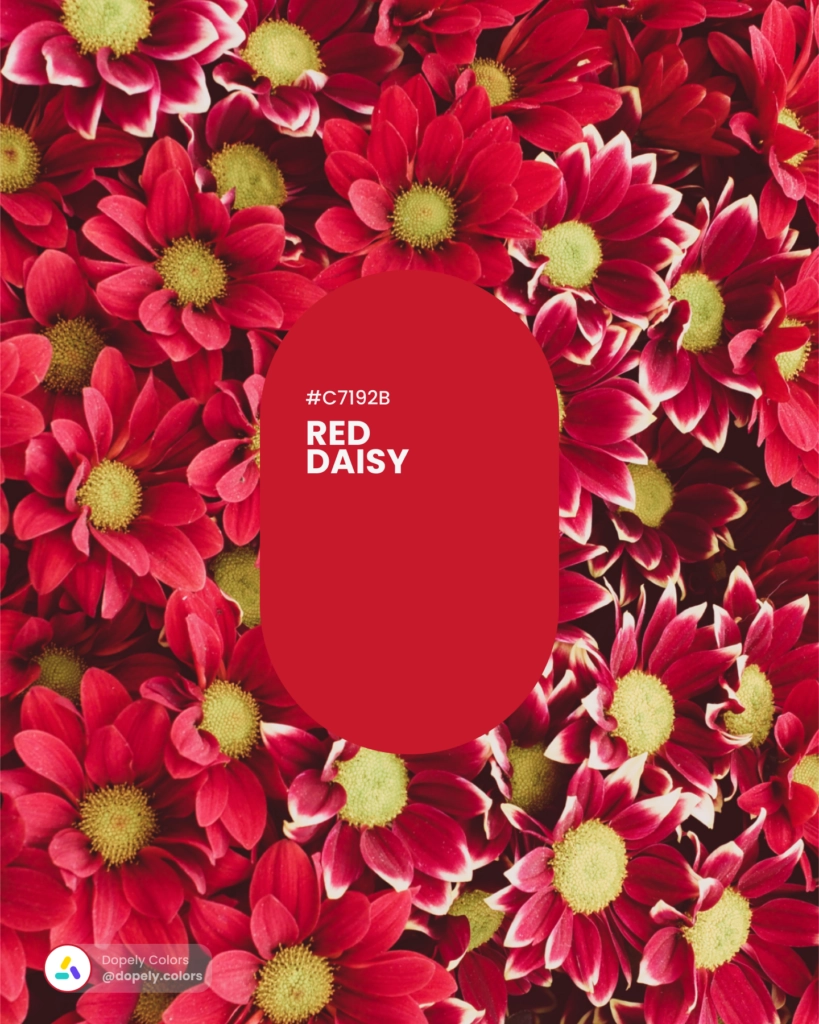 Picture of flowers with Red Daisy color