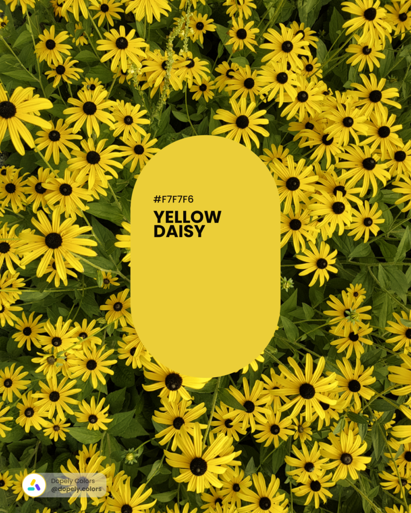 Picture of flowers with Yellow Daisy color