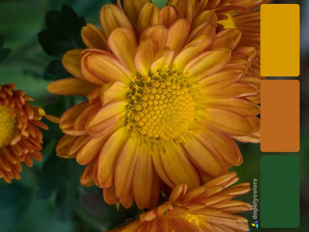 Picture of orange Indian Chrysanthemum daisy with its color palette