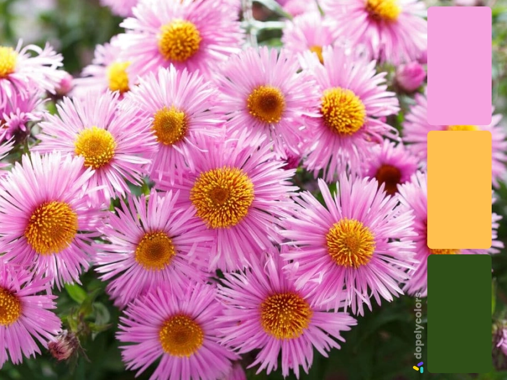 Picture of pink Aster daisy with its color palette