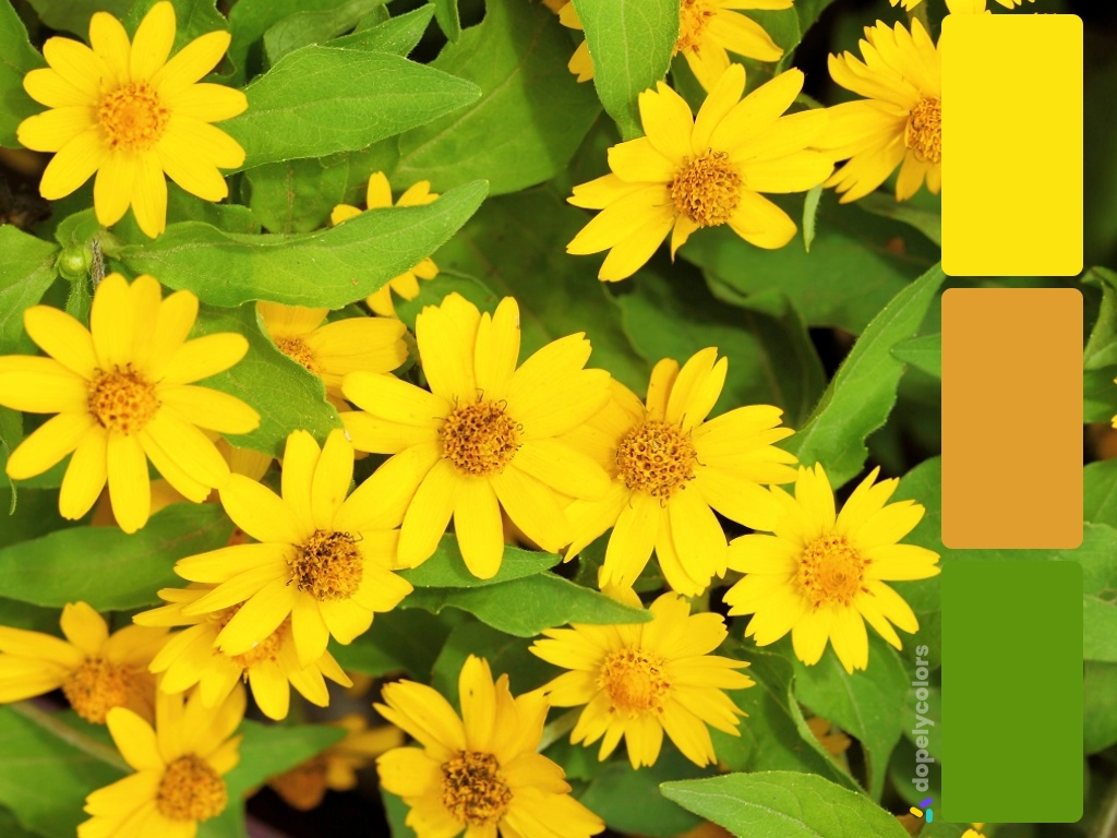 Picture of yellow Butter daisy with its color palette