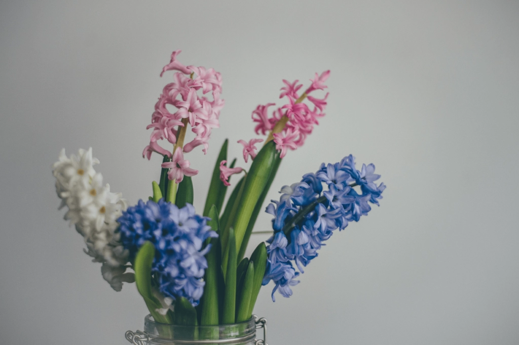 a bouquet of hyacinth flower design for apology
