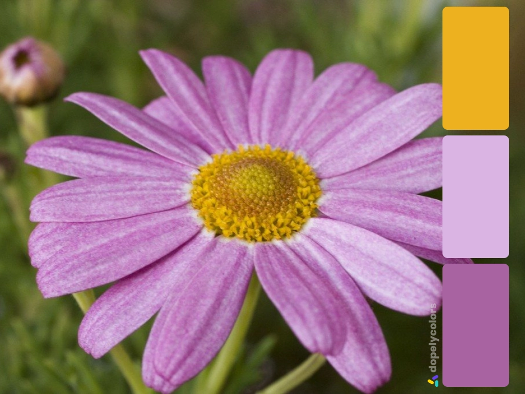 Picture of light purple Marguerite daisy with its color palette