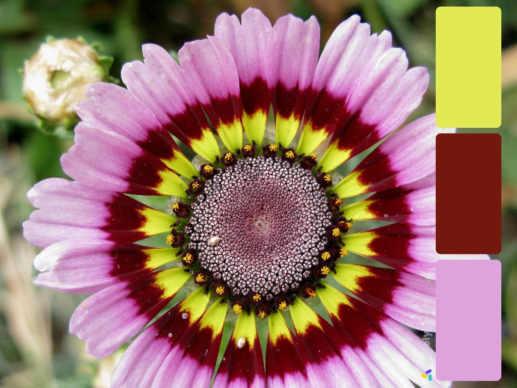 Picture of purple with red and yellow tips Painted daisy with its color palette