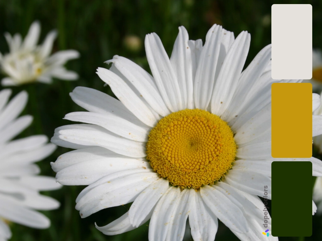 Picture of white Shasta daisy with its color palette