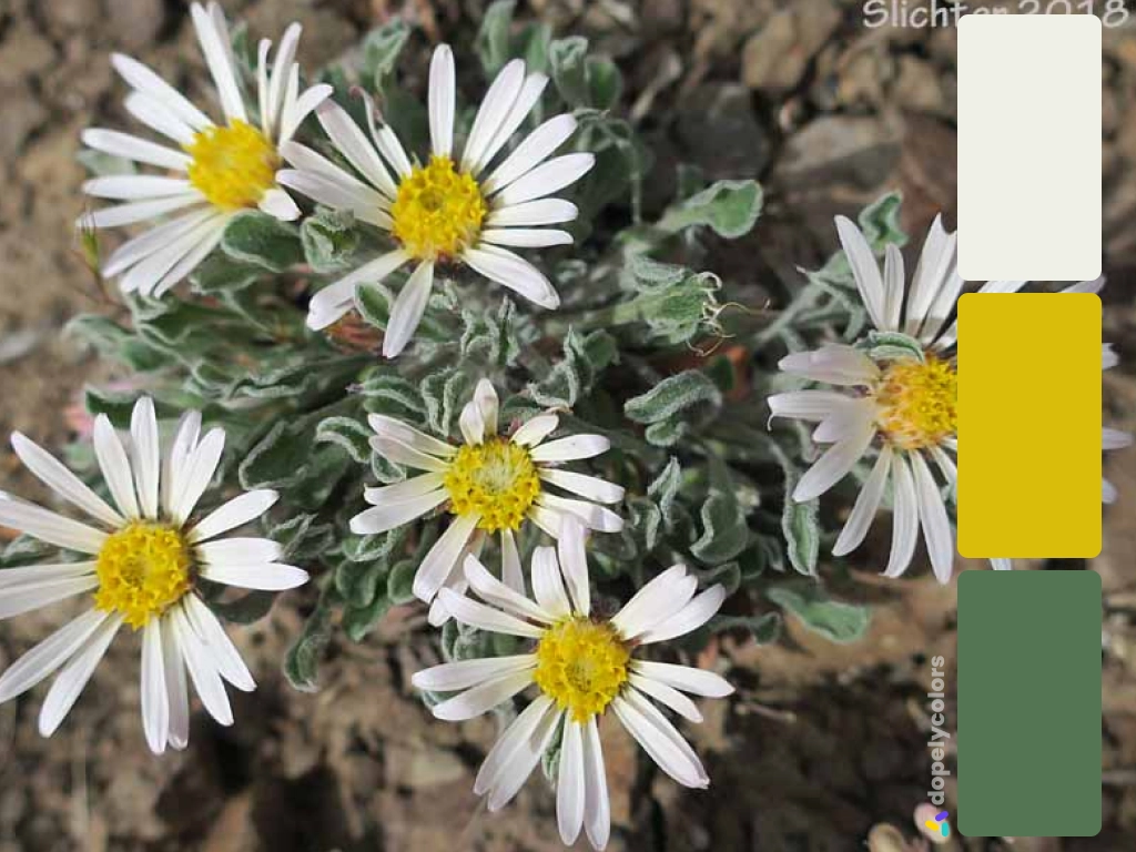 Picture of white Silver Townsendia daisy with its color palette