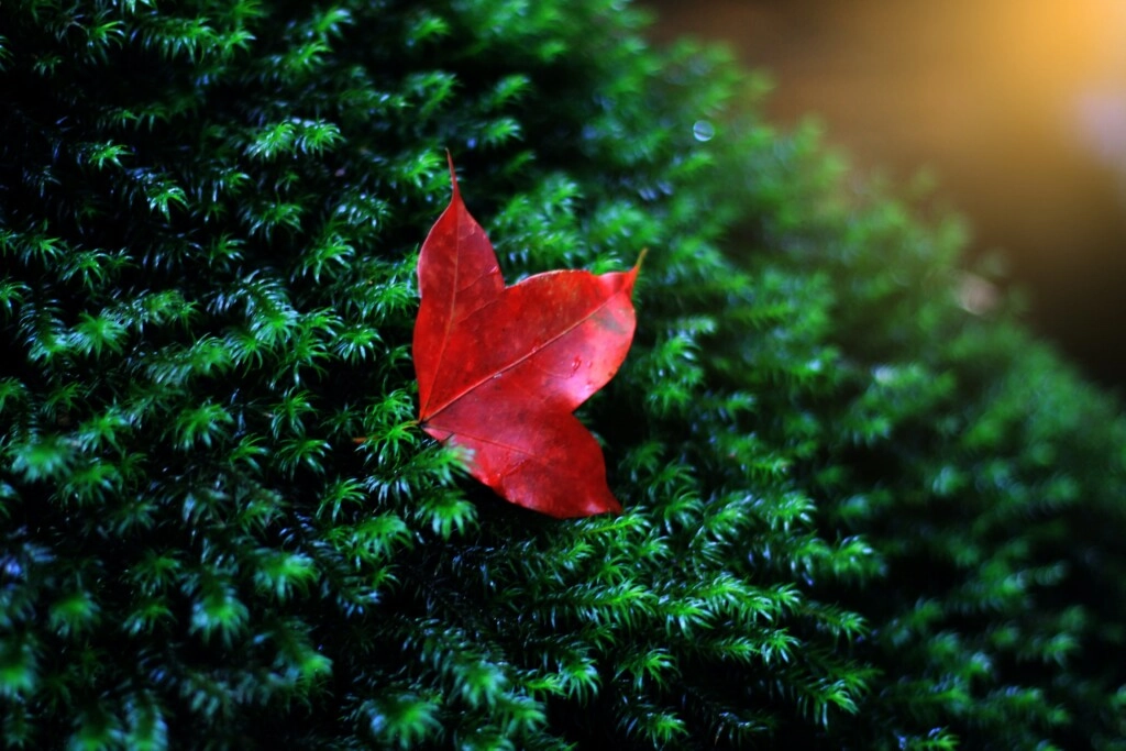 Picture of red leaf on the green tree