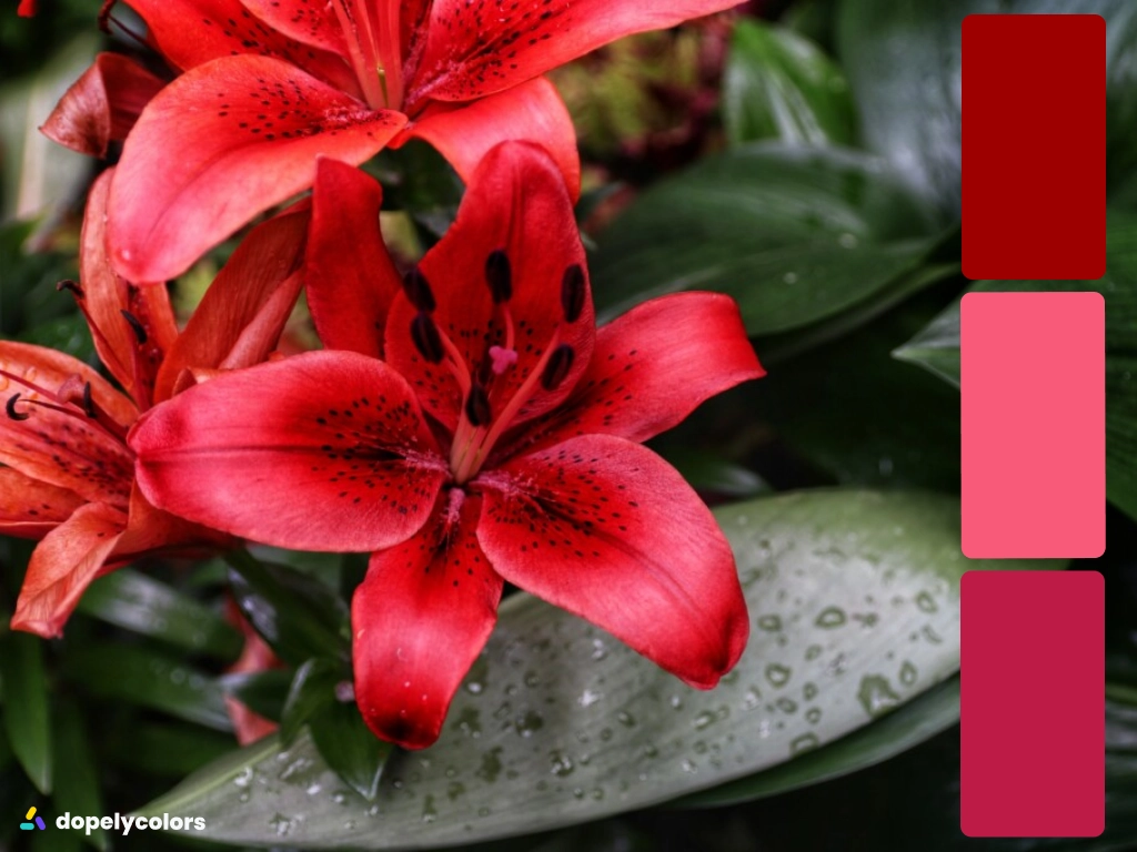 Red lily flower under the rain