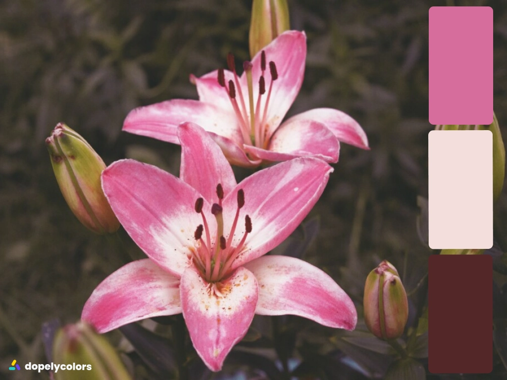 Two pink lilies with white tips
