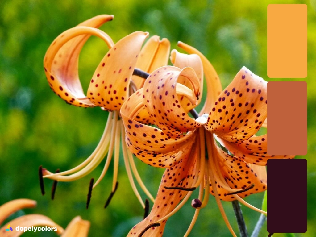 Two tiger lily that has orange petals and black points on it