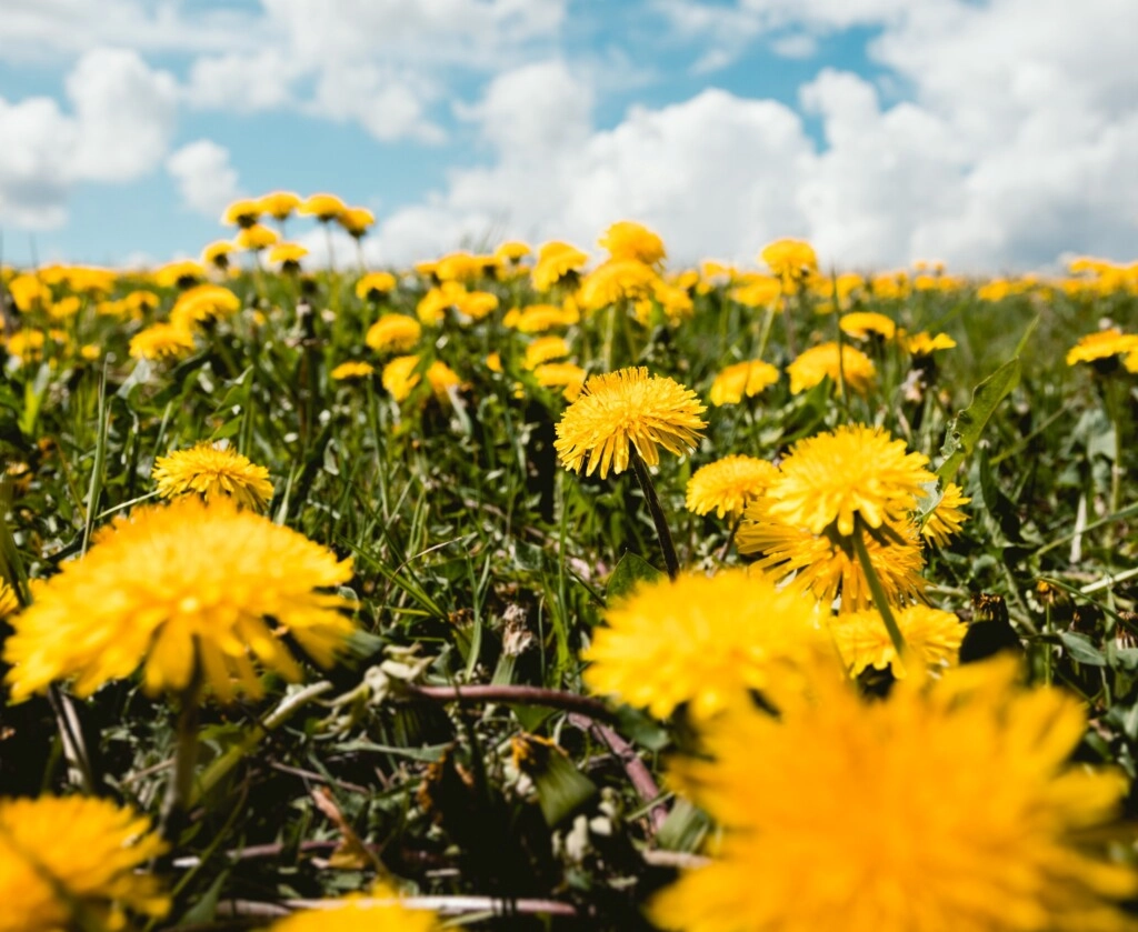 Picture of a field of yellow dandelion