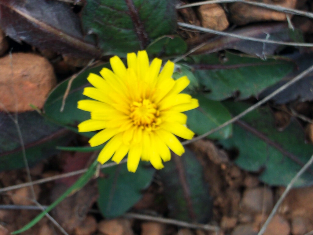 Picture of yellow dandelion or Taraxacum laevigatum